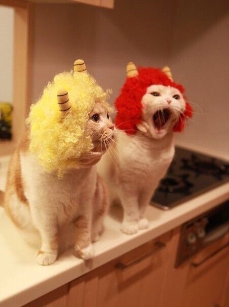 Коты и Кошки