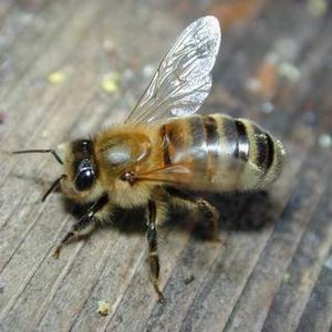 Через 17 лет исчезнут пчелы, и мир останется без фруктов