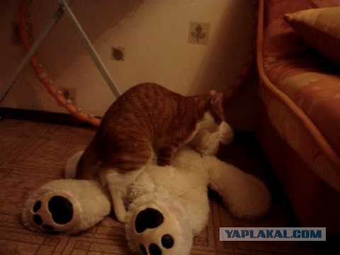 Что происходит с организмом медведя во время спячки?