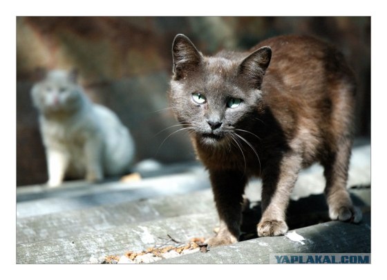 УРРААА ! Котовторник на ЯПлакалъ !
