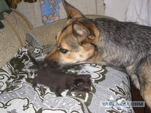 Котовторник 1.02.2011