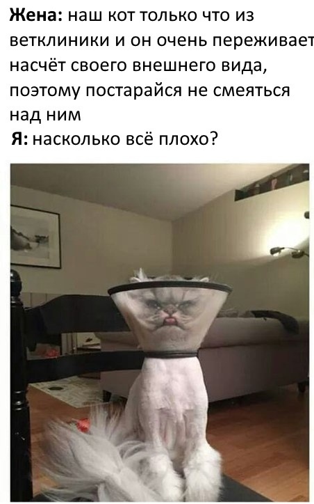 20 очень веселых фотографий котов с забавными комментариями их владельцев