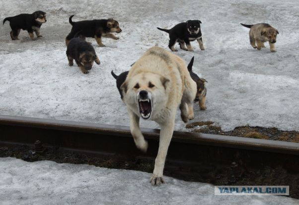 Стая собак заживо загрызла пенсионерку в бурятском селе