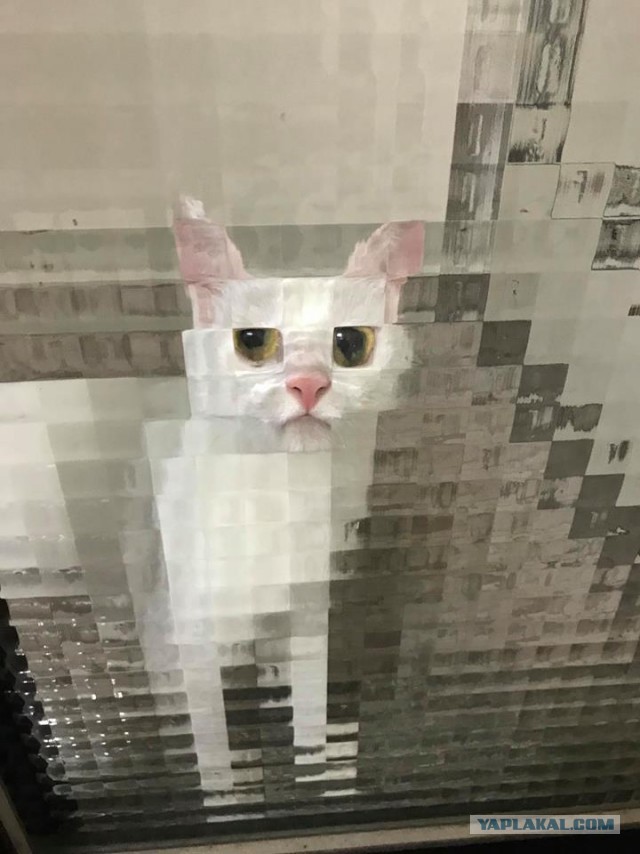 Забавные и милые котейки