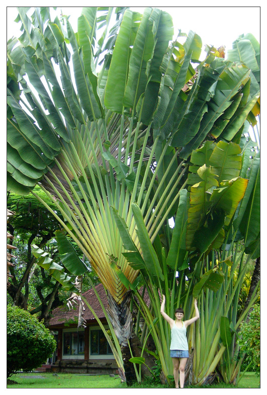 Мы на о. Бали / Индонезия.