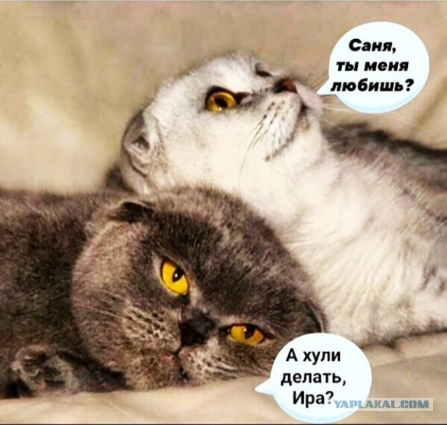Картинки и мемы для настроения - 187