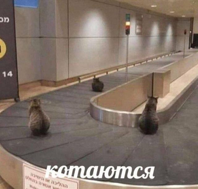 Немного забавных картинок от 20.05.2025