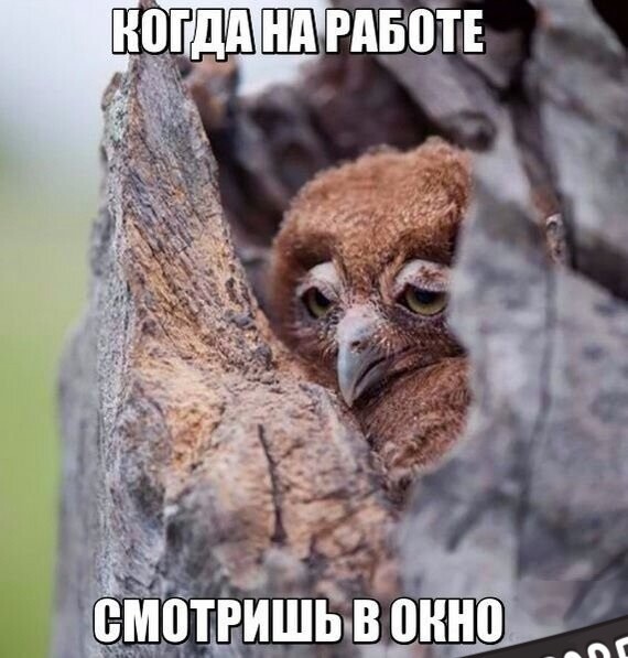 Субботние картинки