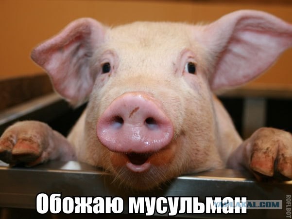 Джигит на белый приора