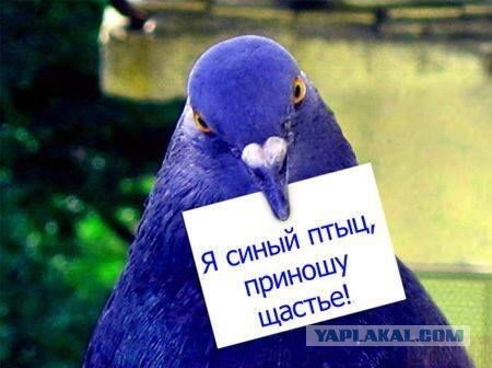 «Птица счастья»