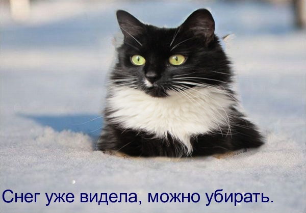 Котовторник  10.12.2013
