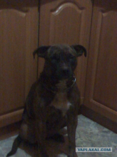 Собакочетверг на 02.01.2014