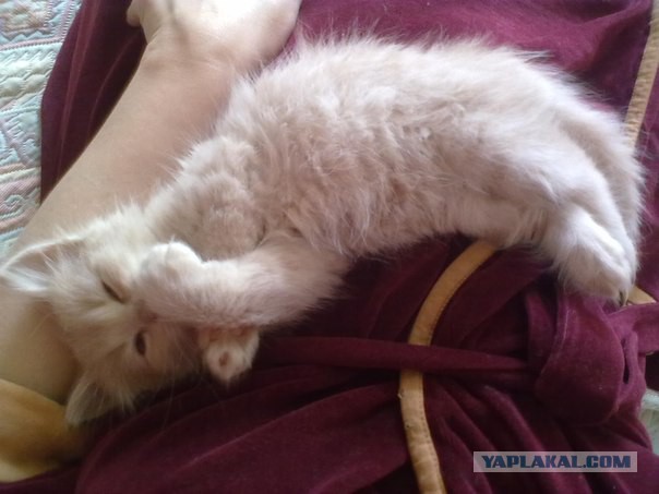 Опоссум попал в западню