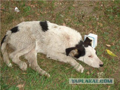 Спасенные собаки