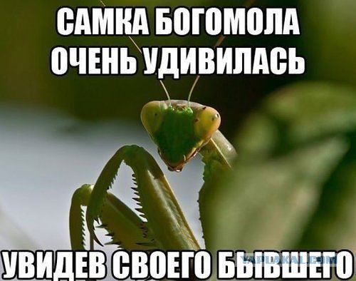 Немного картинок и юмора