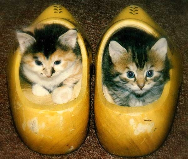 Даешь каждому коту по ботинку!