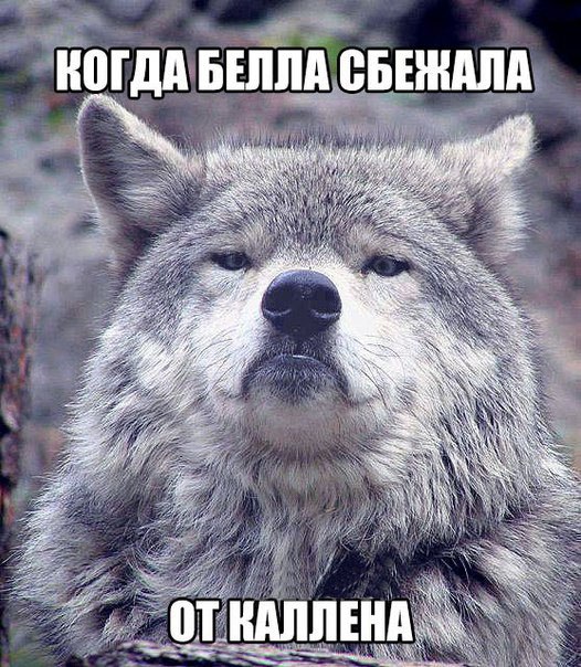 Придет серенький волчок