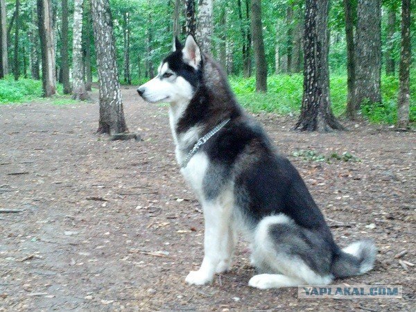 Догхантеры травят собак порошком в парках