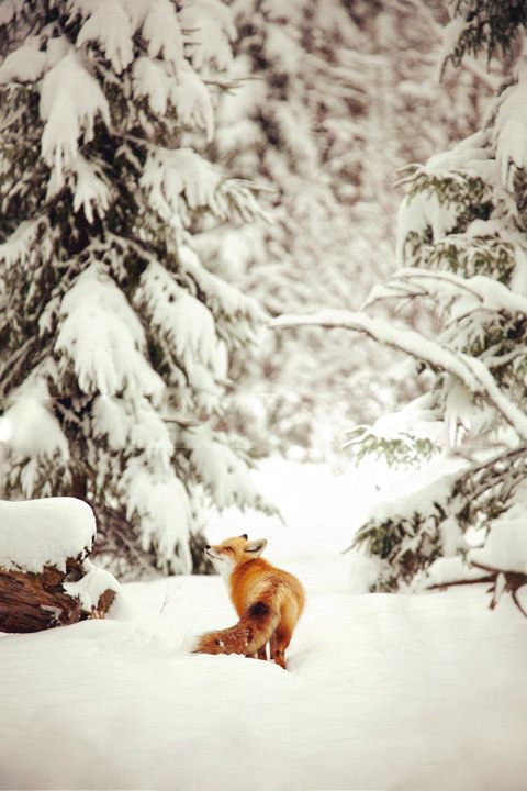Самые смешные животные