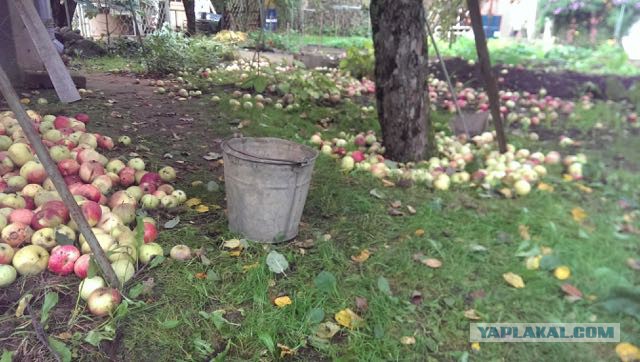 Изготовление яблочного сидра, своими силами, в подмосковье.