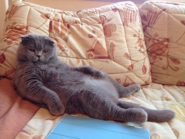 Коты и Кошки