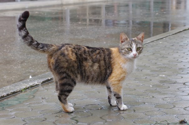 Коты и Кошки