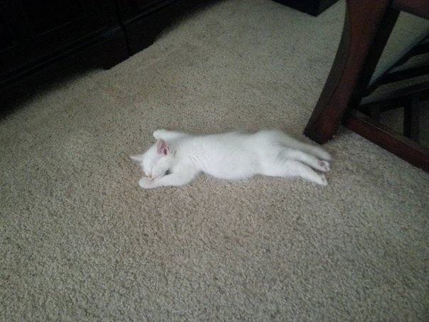 Коты и Кошки