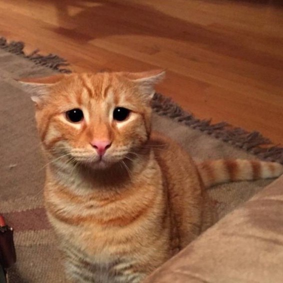 Коты и Кошки