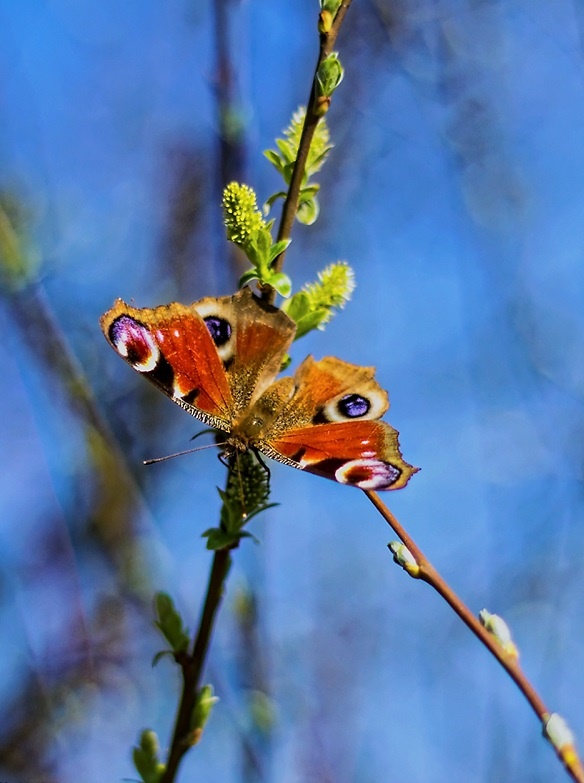 Просто Природа