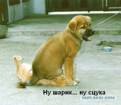Котовторник на ЯПлакалъ (03.06), котята (31 шт)