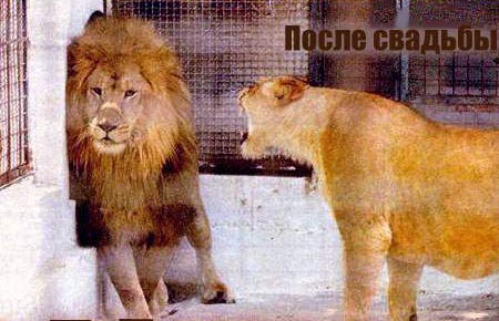 Горячий африканский секс!