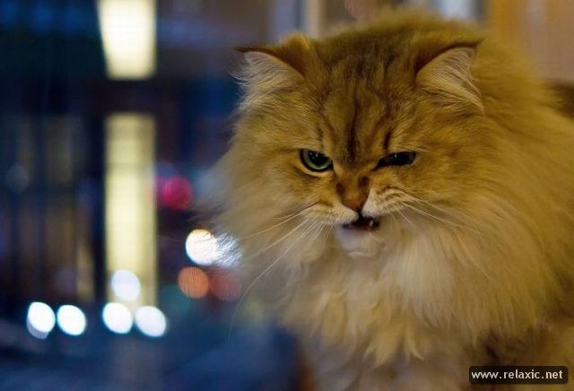Котовторник (07.02.2012)