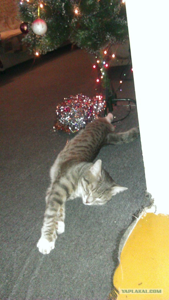 История одного кота