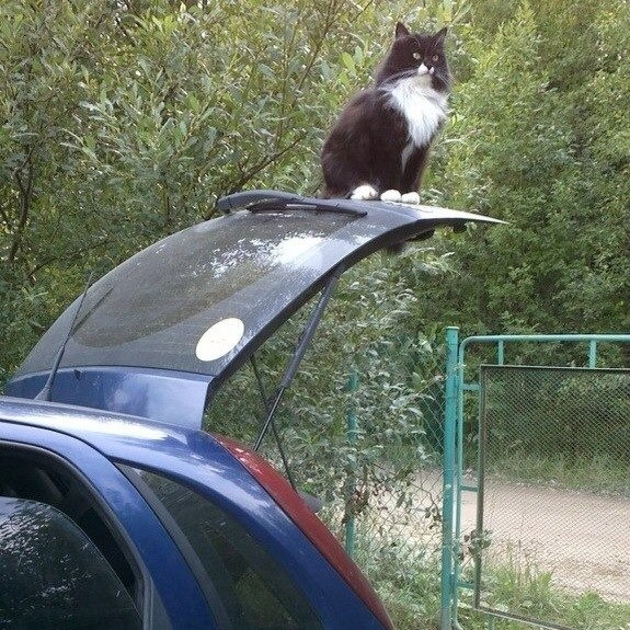 Котовторник!