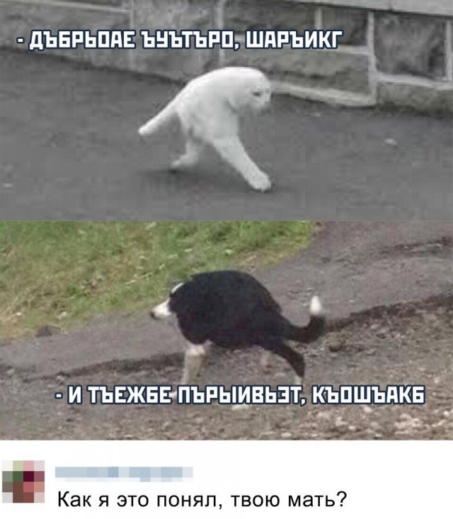 Смешные комментарии из социальных сетей 20.09.2019