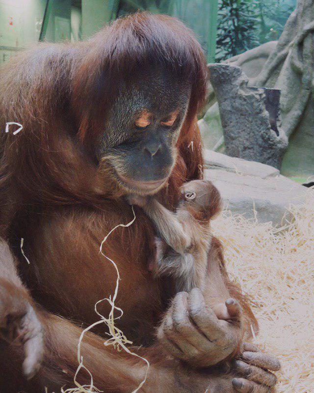 В московском зоопарке родился детеныш суматранского орангутана