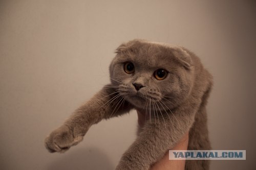 Продаётся кошка