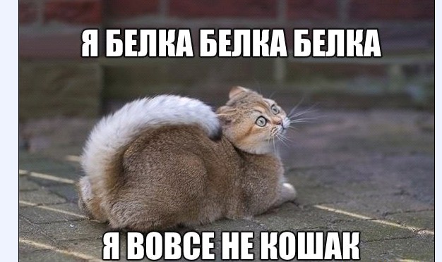 Картинки и мемы для настроения 010