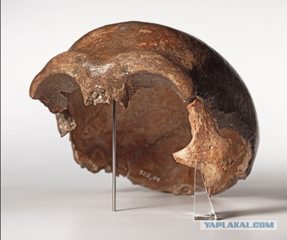 Miss Neanderthal
