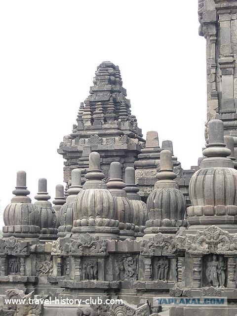 Они живут только 40 лет