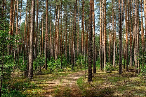 Модель драккара