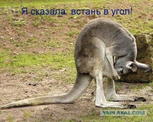 Баяны и аккордеоны. Смешные и не очень