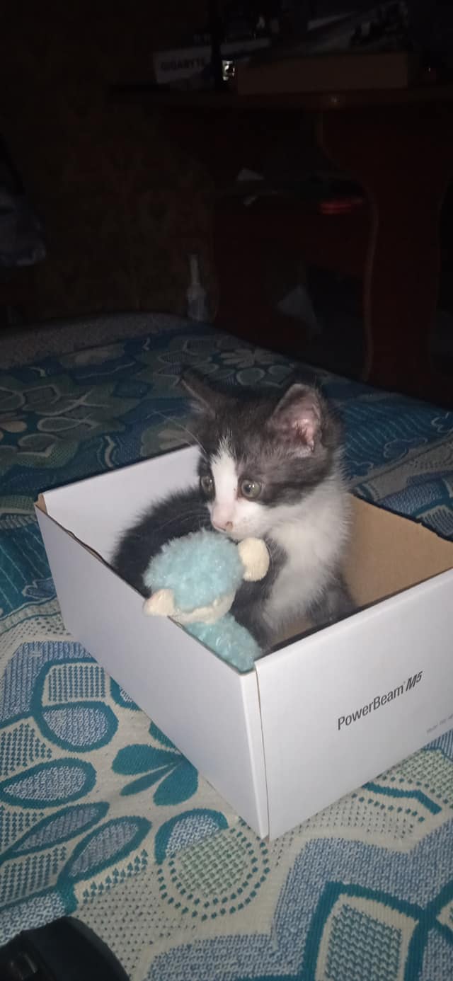 Ненужный кот