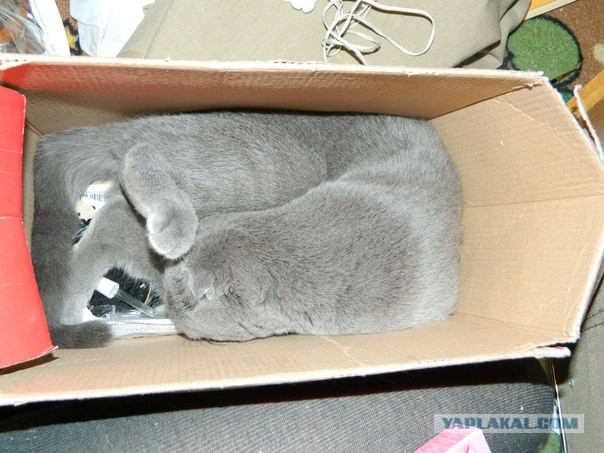 Котовторник  07.05.2013