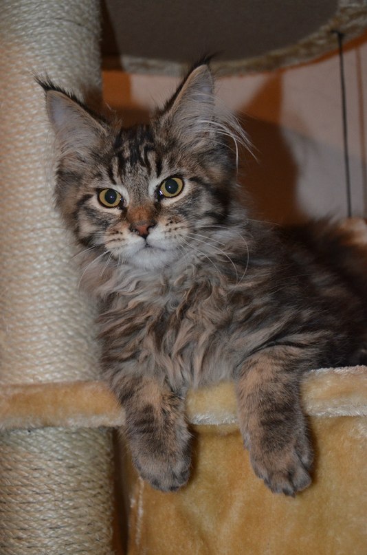 Немного о  Мейн Куне.