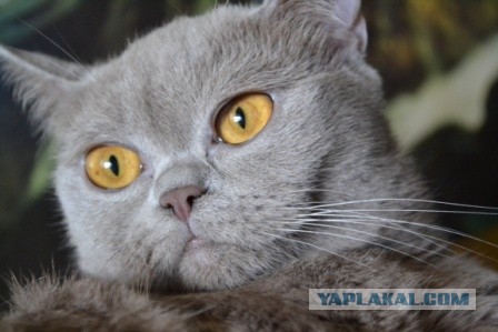 Котовторник 25.06.2013