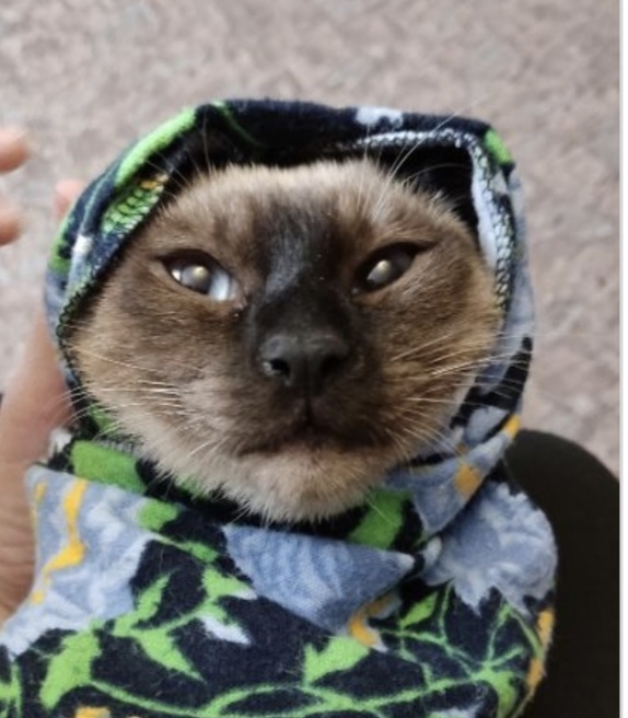 Кошачьи нежности