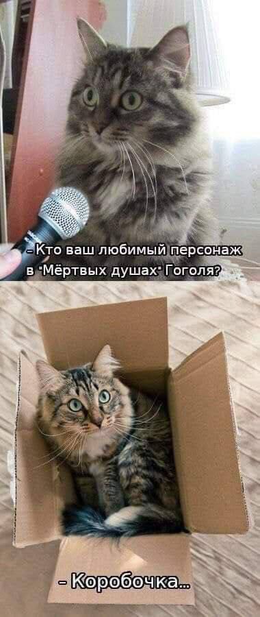 К котовторнику: подборка картинок-баянов с котиками и про котиков. Выпуск 27.