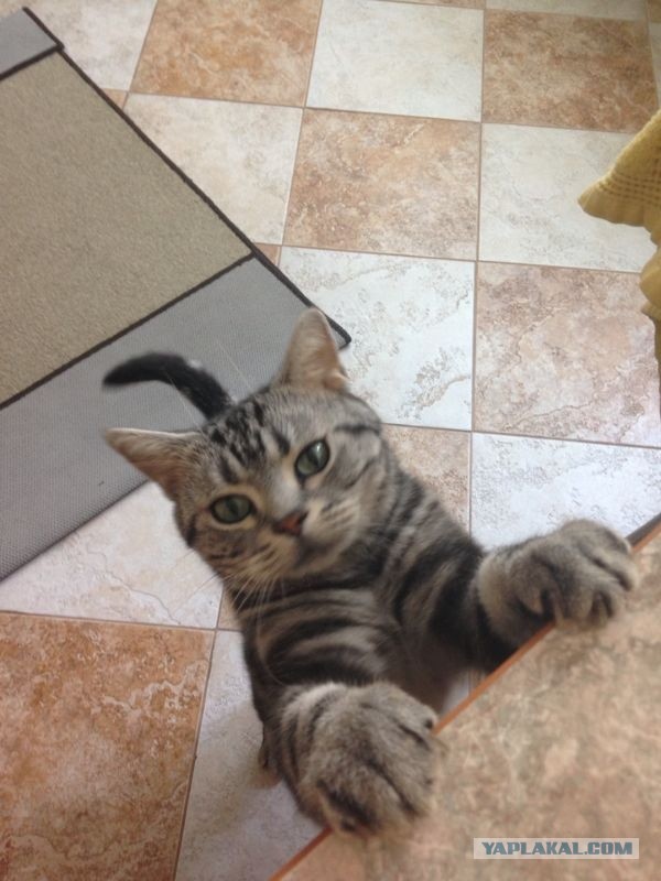 Котовторник  30.07.2013