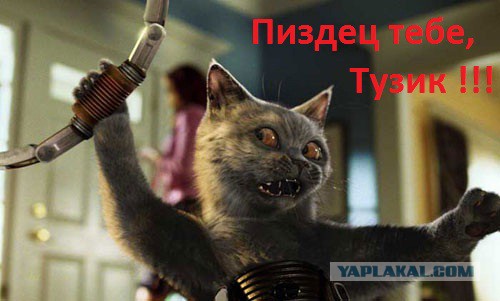 Коту не дали порешать вопросы...